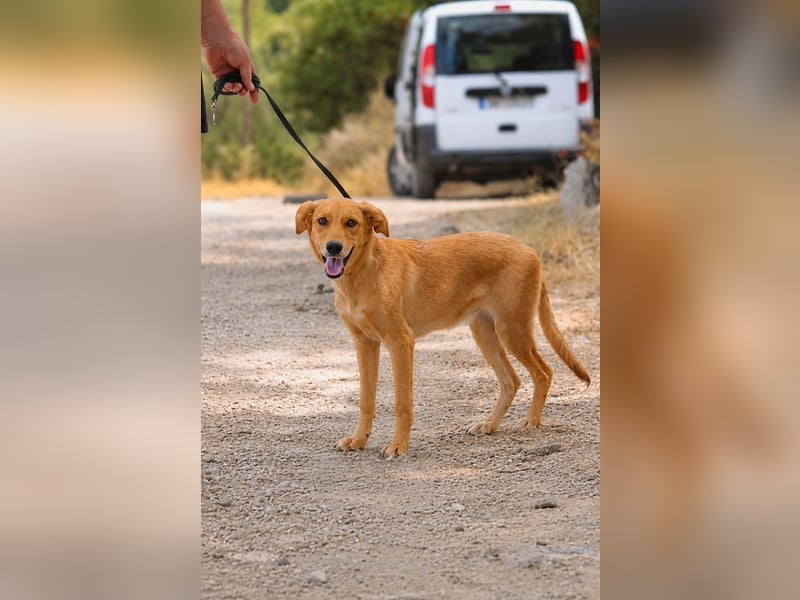Ayla - Lebesnfrohes Hundemädchen sucht ihr Für-immer-Körbchen