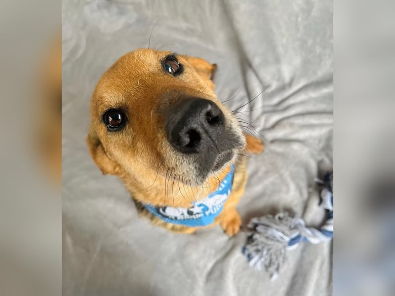 Toby - Sanfte Seele sucht liebevolles Zuhause!