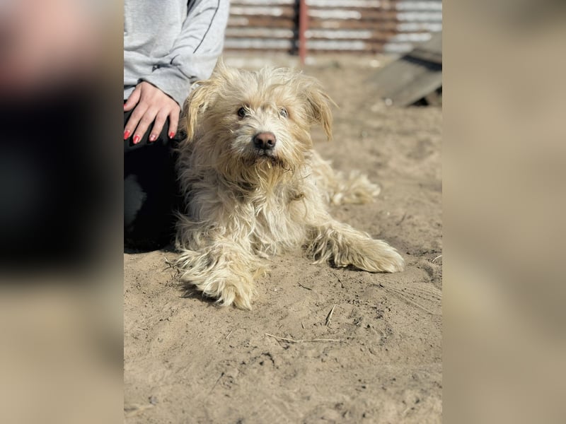 Floki - Zweier-Hunde-WG sucht liebevolle Familie!