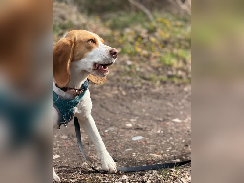 Pippa - Kleine Beagle-Mix Hündin sucht ein Zuhause