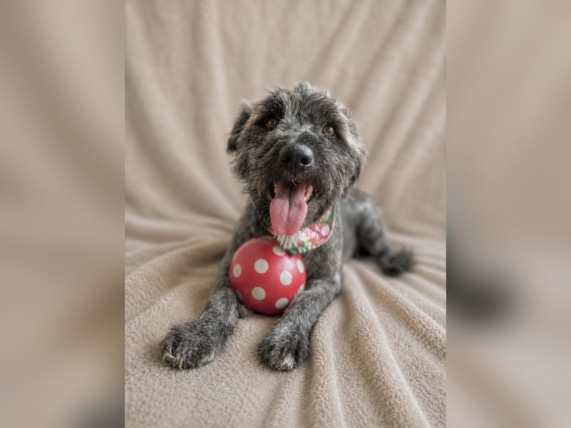 Cody - Sensibler Rüde sucht einfühlsames Zuhause