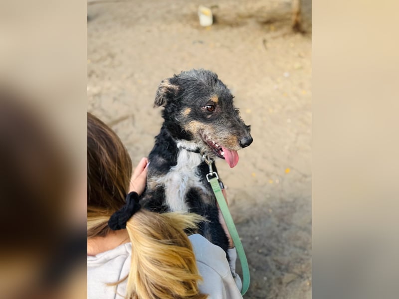 Merlin - Junger Hundebub sucht ein tolles Zuhause!