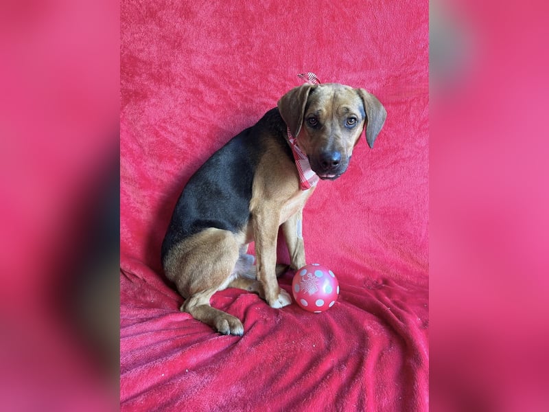 Ash - Sensibler Hundejunge sucht verständnisvolles Zuhause!