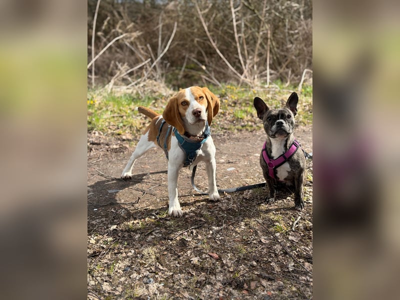 Pippa - Kleine Beagle-Mix Hündin sucht ein Zuhause