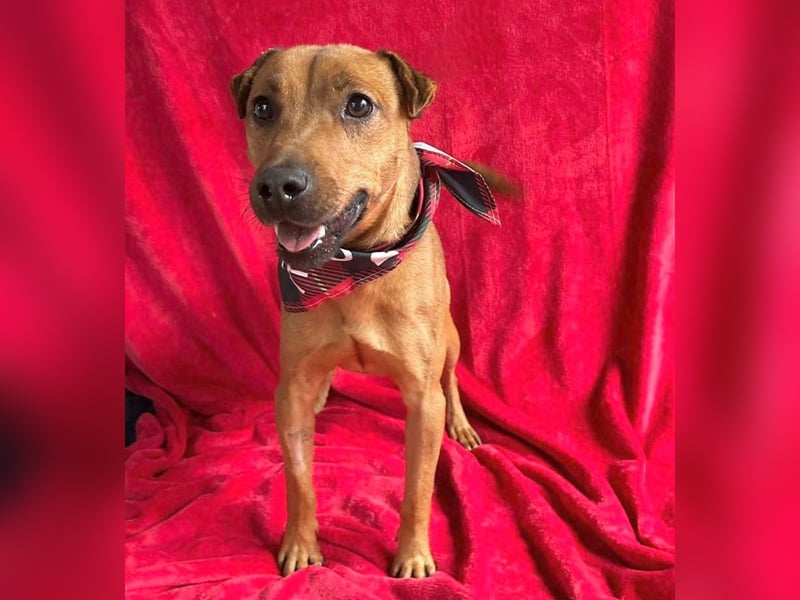 Zerind -Sensibler, freundlicher Rüde sucht seine Menschen!