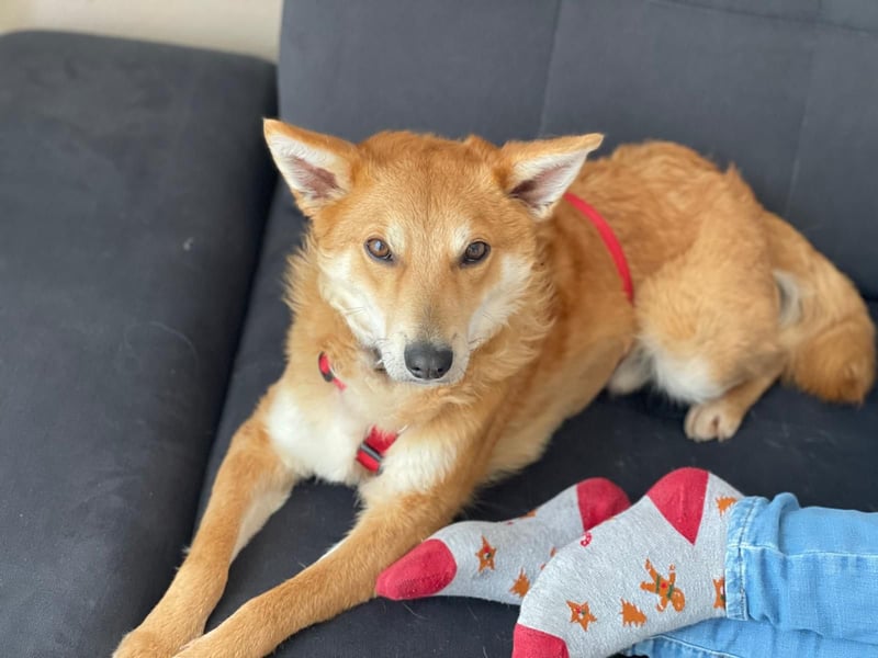 Rony-Aktiver, freundlicher Rüde mit Köpfchen