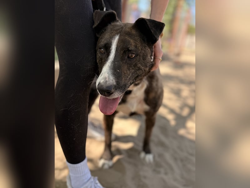 Hardin Fröhlicher, aktiver Traumhund sucht seine Menschen