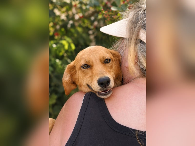 Ayla - Lebesnfrohes Hundemädchen sucht ihr Für-immer-Körbchen
