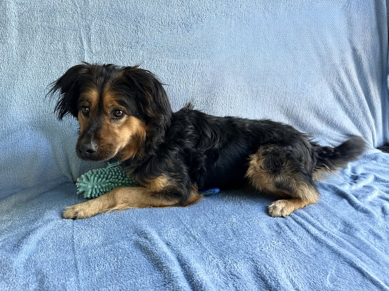 Zapote - Großer Schmusebär auf der Suche nach seinem Happy EndGroßer Schmusebär auf der Suche nach s