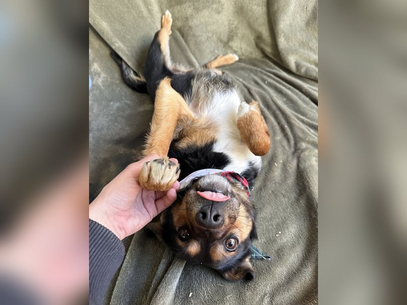 Gareth - Treuer Herzenshund sucht sein Für-immer-Zuhause *bald in 71711 Murr*