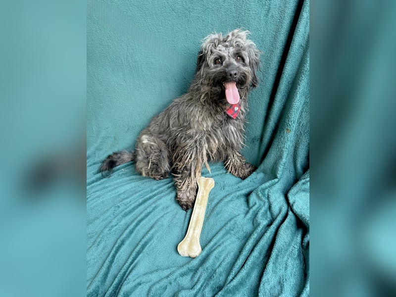 Ella - Sensible Hündin sucht einfühlsames Zuhause