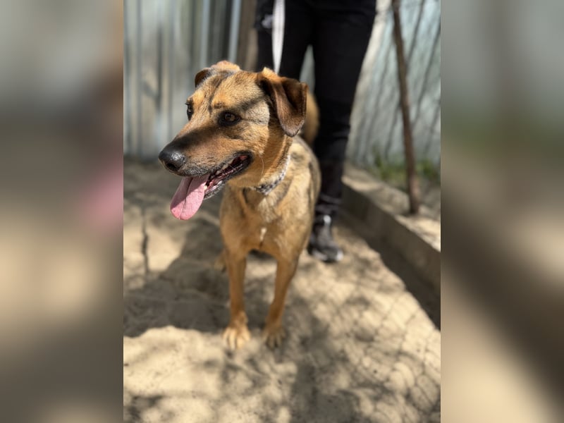 Prometeusz Sensibler Hund sucht Menschen mit Geduld und Herz