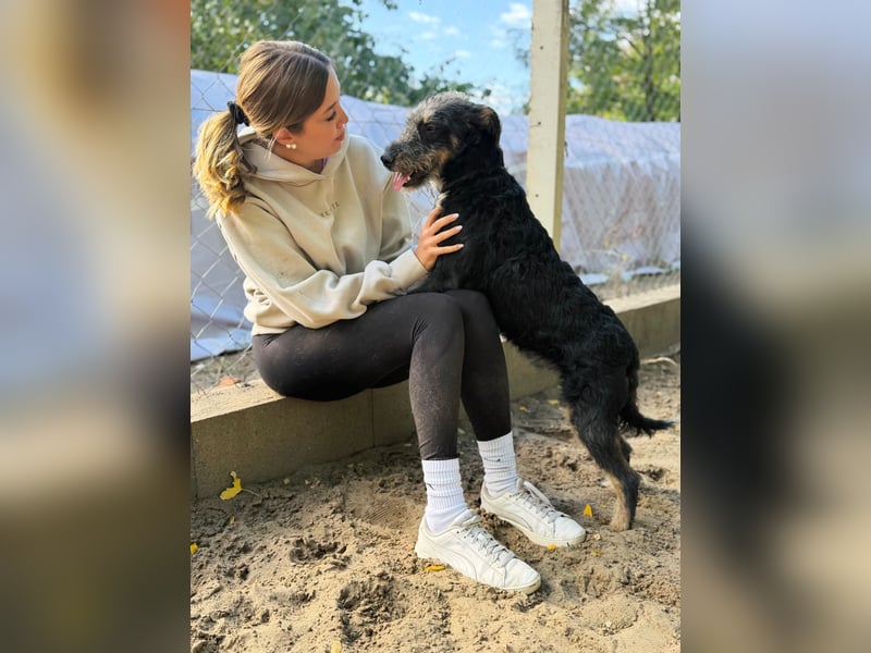 Merlin - Junger Hundebub sucht ein tolles Zuhause!