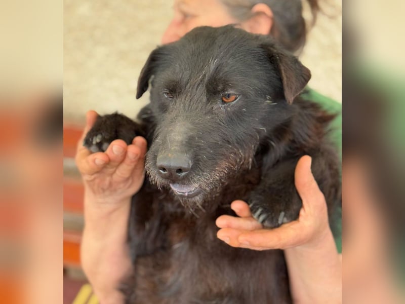 Arny -Leiser, sanfter Rüde auf der Suche nach einem sicheren Platz im Leben