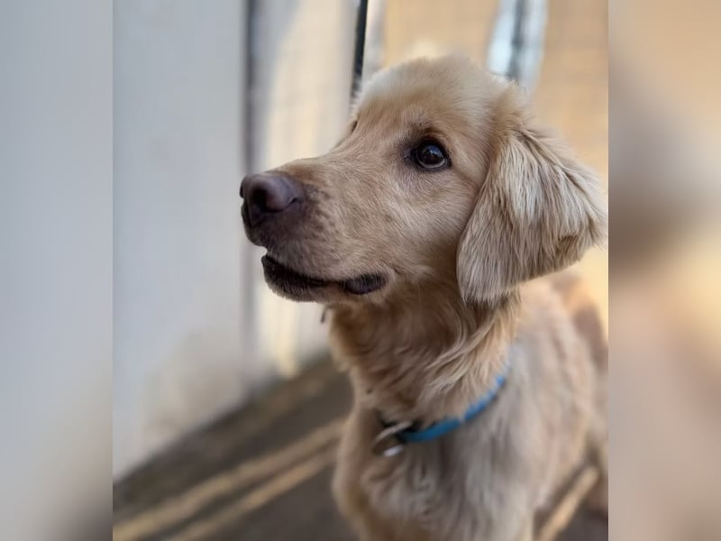 Alfi - Goldiger Rüde sucht sein Für-immer-Zuhause