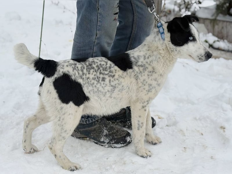 Kripton -Fröhlicher Entdecker mit großem Herz!