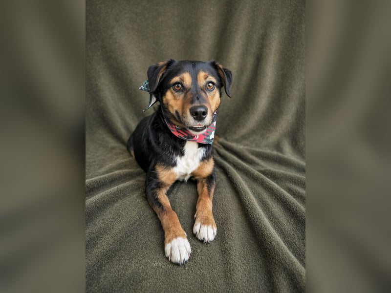 Gareth - Treuer Herzenshund sucht sein Für-immer-Zuhause *bald in 71711 Murr*