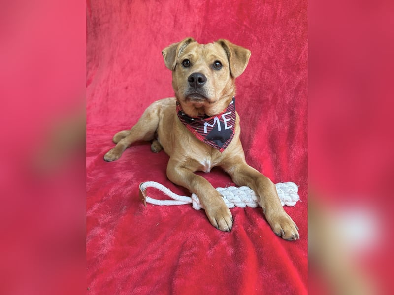 Frisco - Verschmuster Herzenshund sucht sein Glück