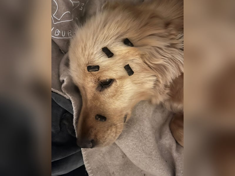 Chopper - selbstbewusster Goldie-Mix sucht seine Familie *in 86685 Huisheim*