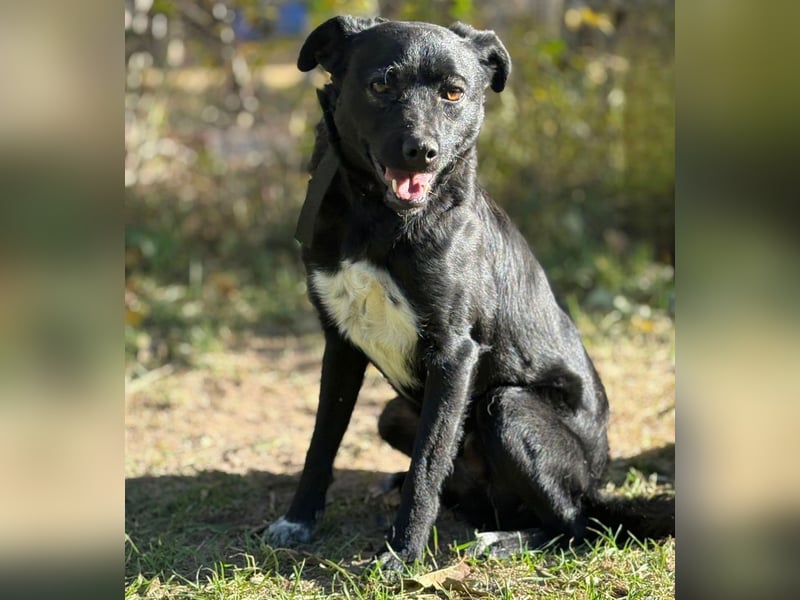 Ole -Sensibler Rüde auf der Suche nach seinem Für-Immer