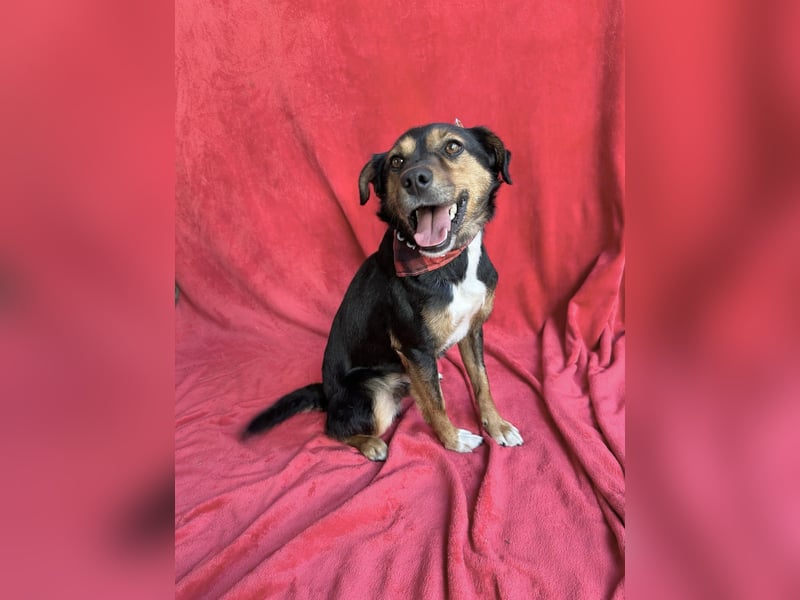 Gareth - Treuer Herzenshund sucht sein Für-immer-Zuhause *bald in 71711 Murr*