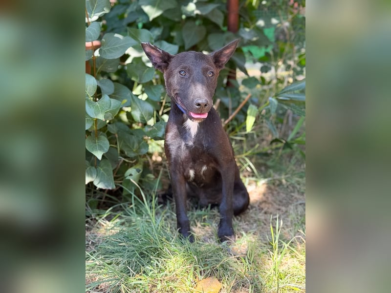 Laska Fröhlicher kleiner Entdecker sucht seine Familie!