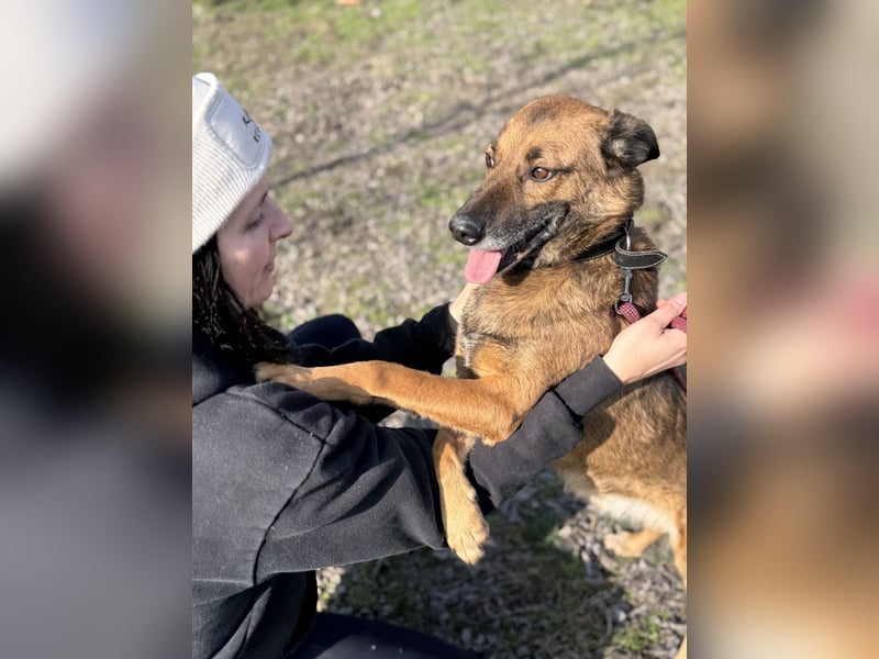 Marlon -Freundlicher, menschenbezogener & aktiver Rüde