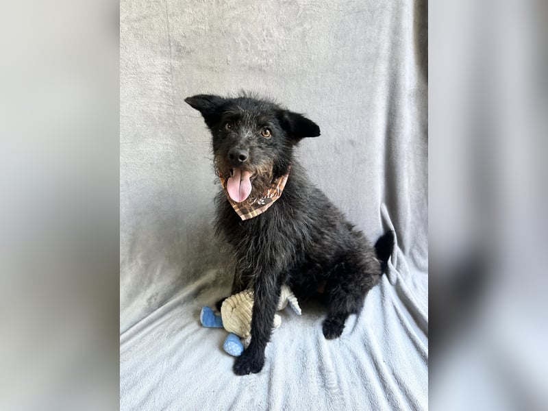 Birs - Fröhlicher Kuschelhund, der seine zweite Chance so sehr verdient hat!