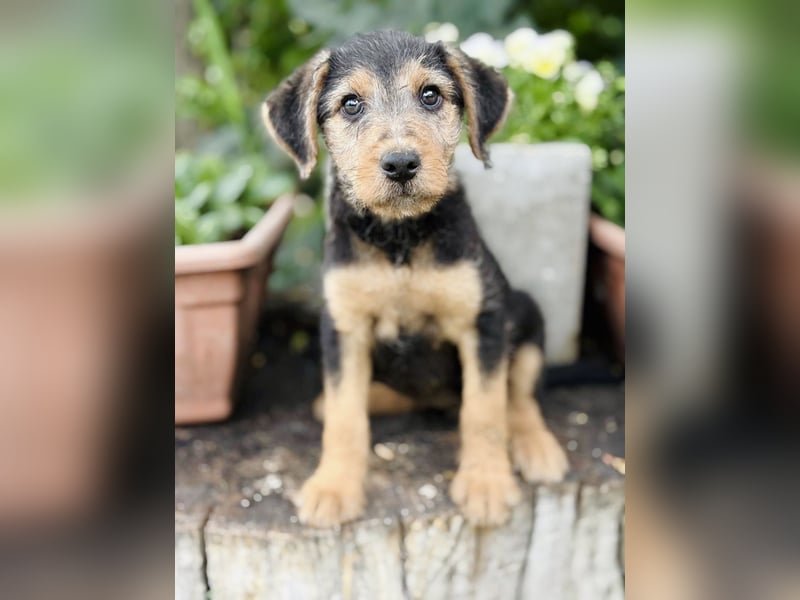 Irma - Bezauberndes Hundemädchen sucht ihr Zuhause!