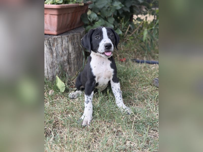 Onyx Fröhlicher kleiner Welpe sucht sein Für-Immer-Zuhause!