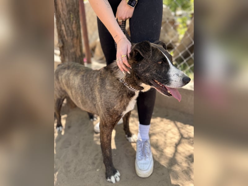 Hardin Fröhlicher, aktiver Traumhund sucht seine Menschen