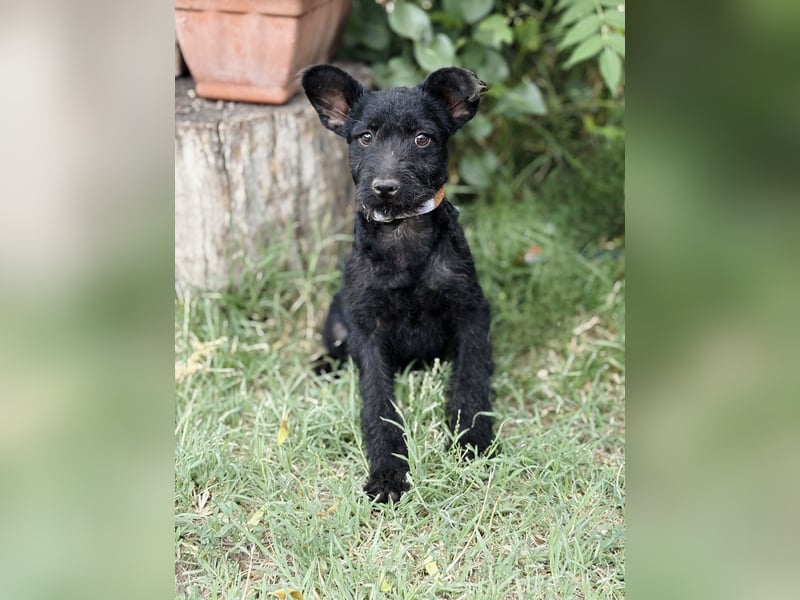 Itala - Zuckersüßes Hundemädchen sucht ihre Menschen!