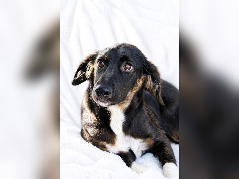 Hazel - Sanftes Welpenmädchen sucht ihr Für-immer-Zuhause