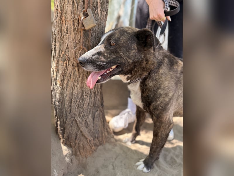 Hardin Fröhlicher, aktiver Traumhund sucht seine Menschen