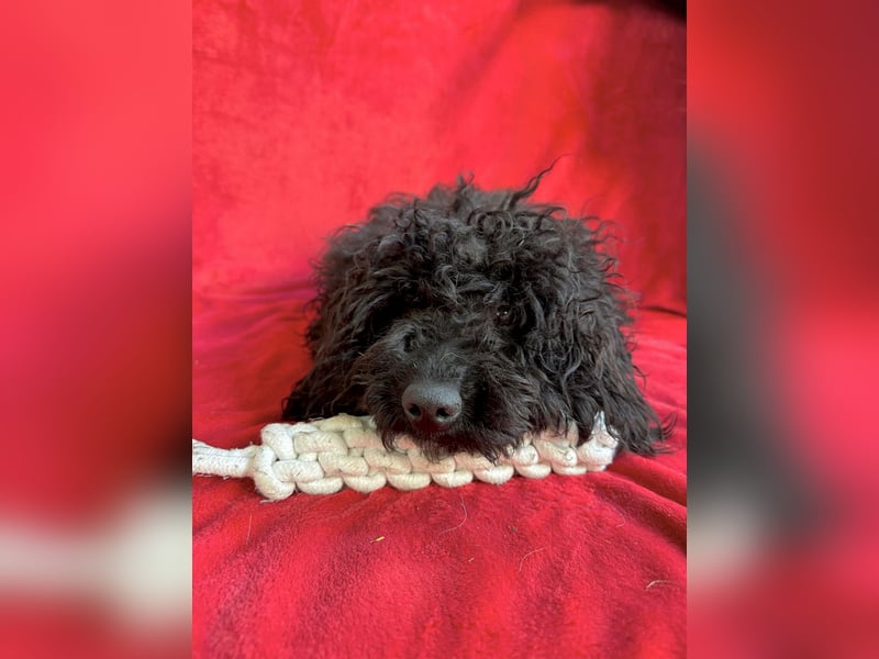 Valerie - Bezaubernde kleine Seele auf der Suche nach Geborgenheit!