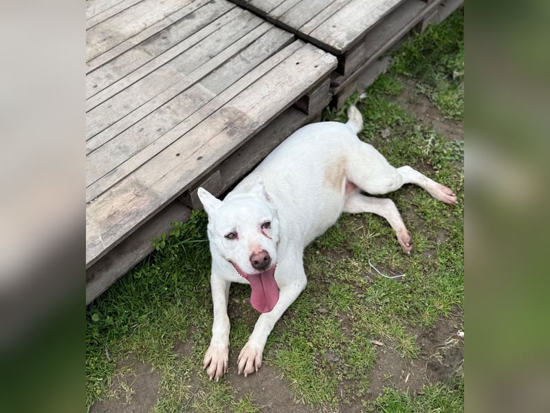 Angel Einzelprinzessin in weiß sucht ihre Für-Immer-Familie