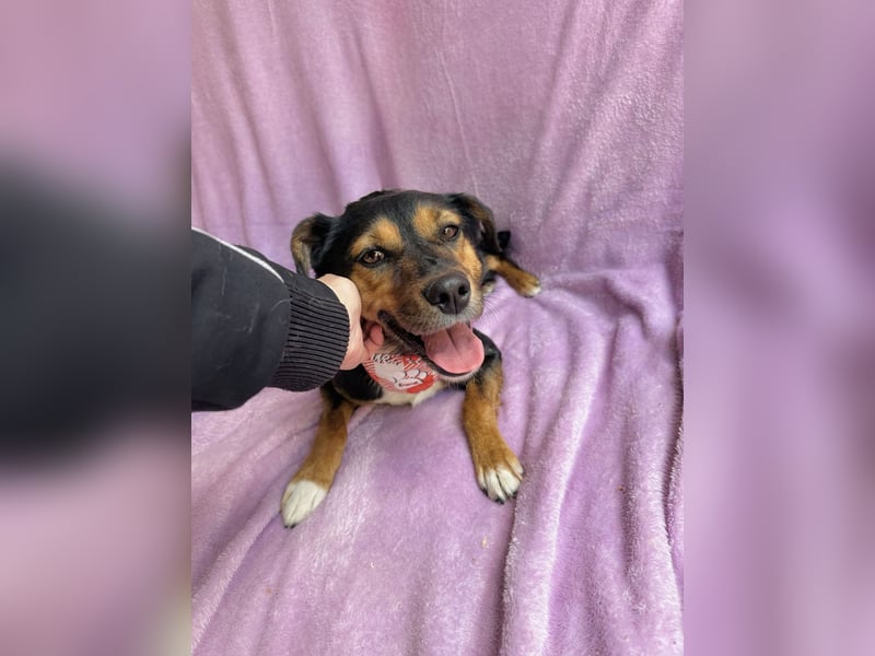 Gareth - Treuer Herzenshund sucht sein Für-immer-Zuhause *bald in 71711 Murr*