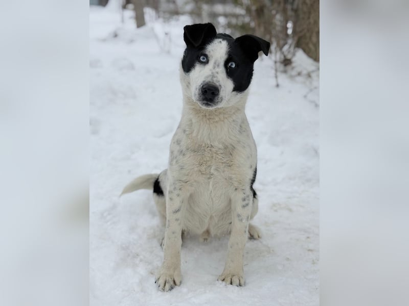 Kripton -Fröhlicher Entdecker mit großem Herz!