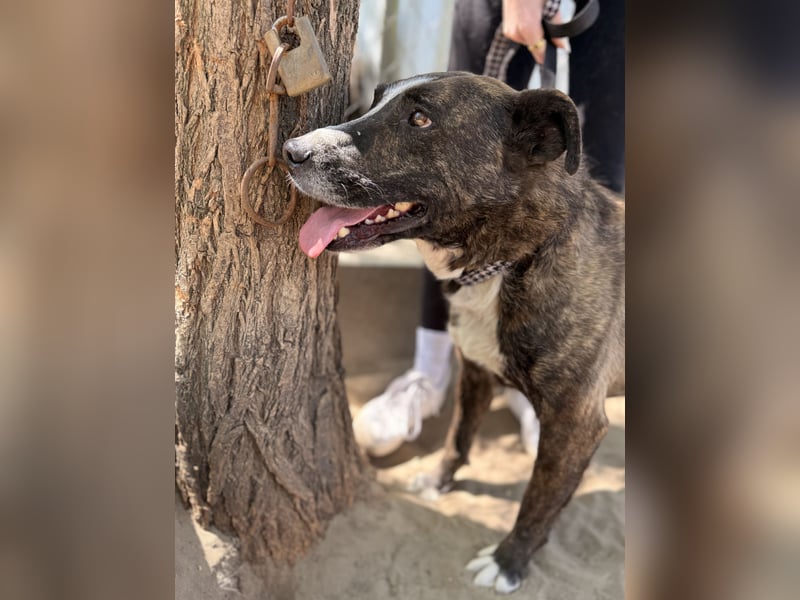 Hardin Fröhlicher, aktiver Traumhund sucht seine Menschen
