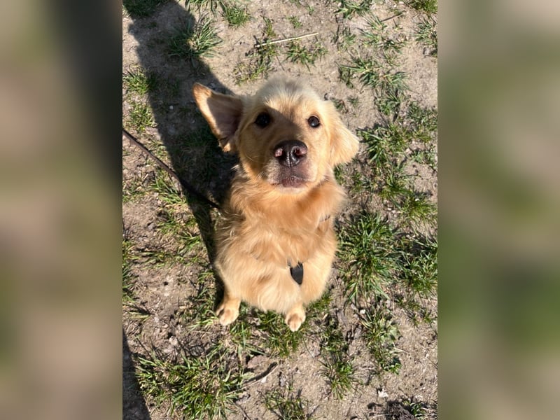 Chopper - selbstbewusster Goldie-Mix sucht seine Familie *in 86685 Huisheim*