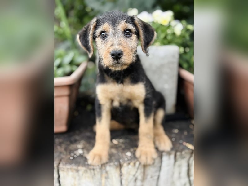 Irma - Bezauberndes Hundemädchen sucht ihr Zuhause!