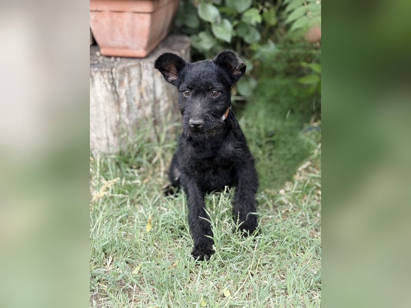 Itala - Zuckersüßes Hundemädchen sucht ihre Menschen!