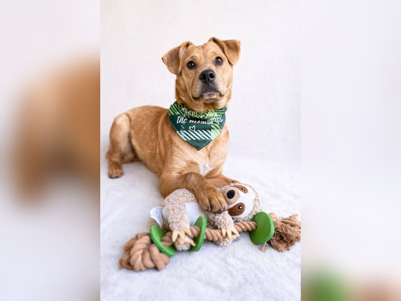 Frisco - Verschmuster Herzenshund sucht sein Glück