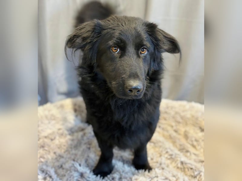 Peter Pan -Tapfere Seele auf vier Pfoten