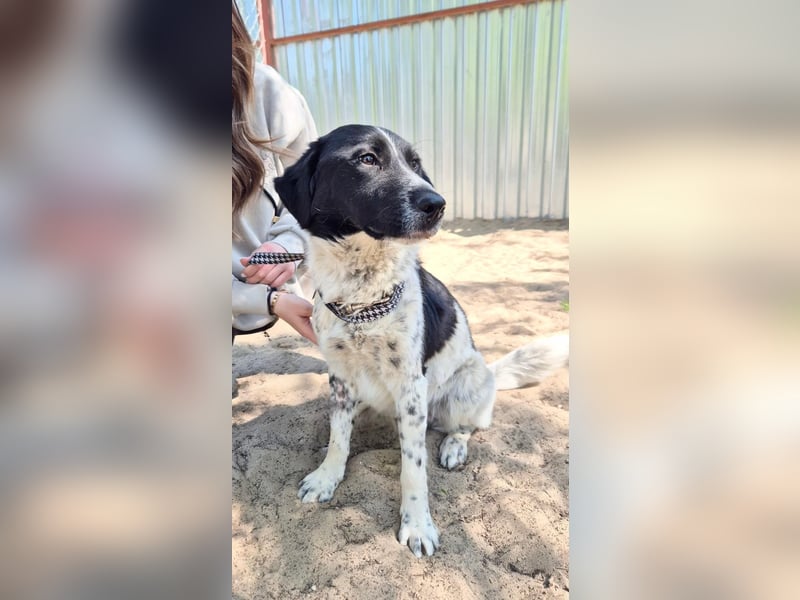 Gustav (Gaston) Aktiver Herzenshund sucht seine Menschen fürs Leben!