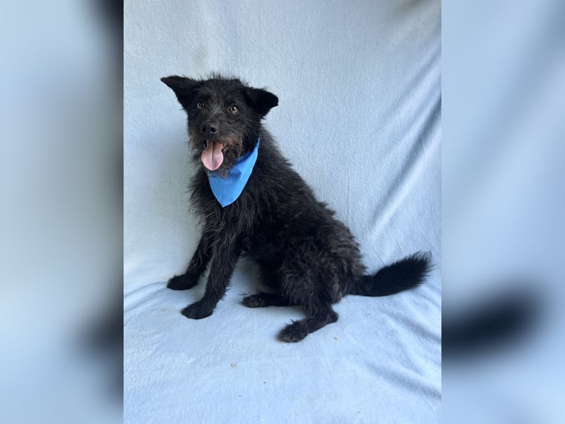 Birs - Fröhlicher Kuschelhund, der seine zweite Chance so sehr verdient hat!