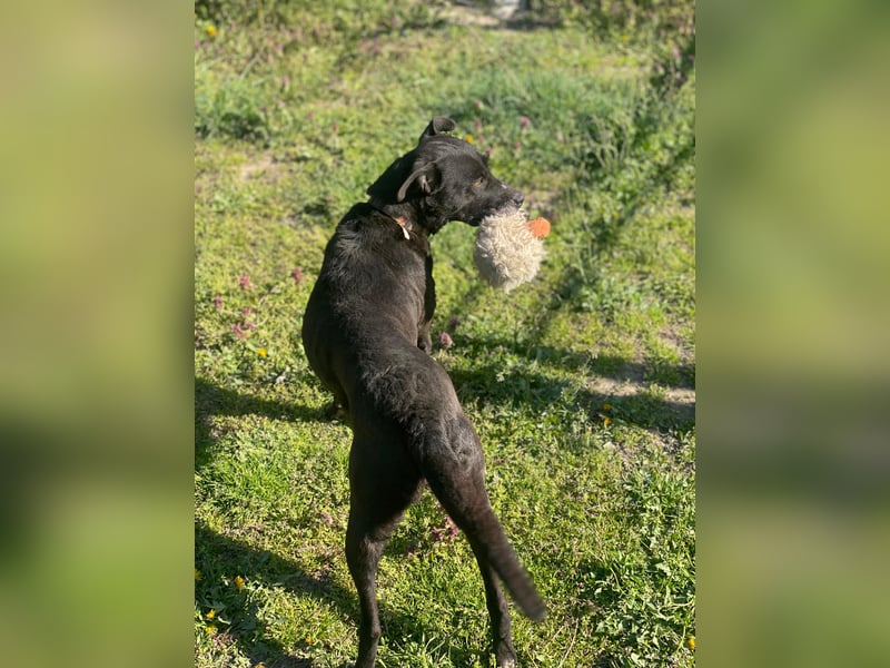 Lara Treue Seele sucht ihr endgültiges Zuhause
