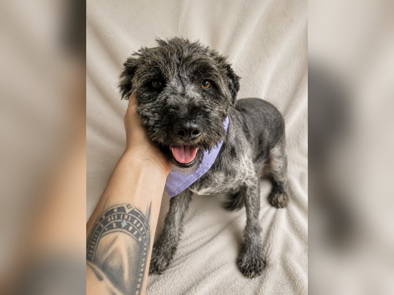 Cody - Sensibler Rüde sucht einfühlsames Zuhause