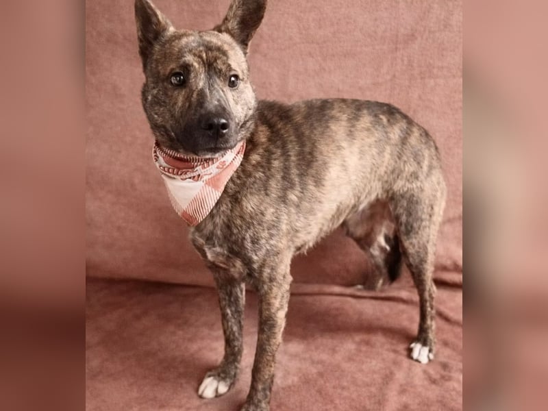 Ryzen - Zurückhaltender Herzenshund bereit für sein neues Leben