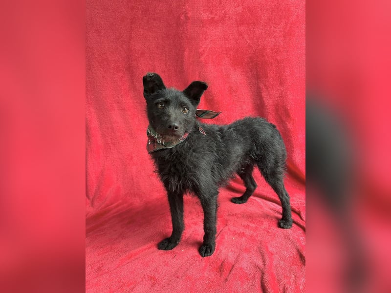 Strolch (Unicum) -Liebevolle Hündin möchte endlich ankommen